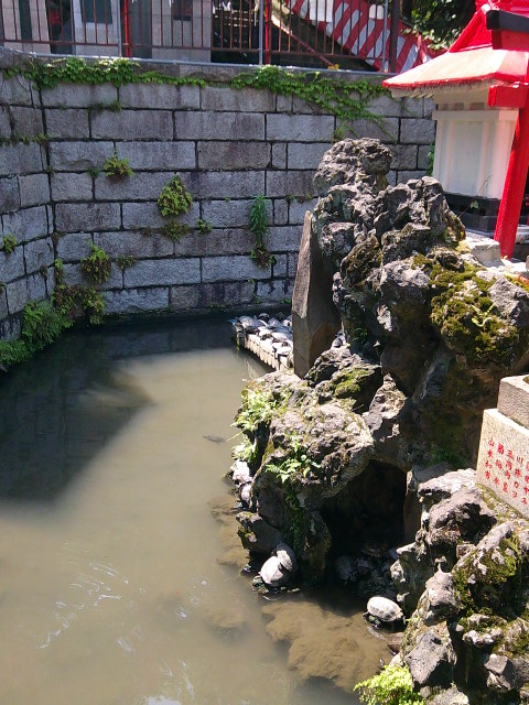成田山横浜別院の池の亀さん